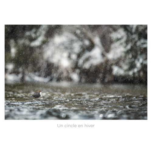 Un cincle en hiver