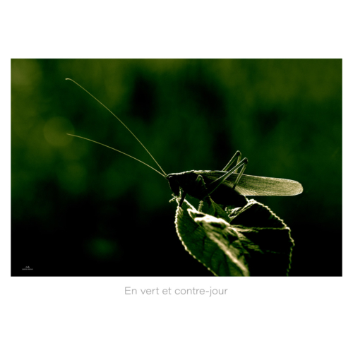 En vert et contre-jour