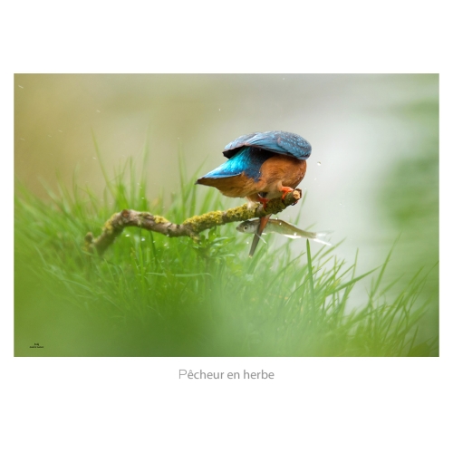 Pêcheur en herbe