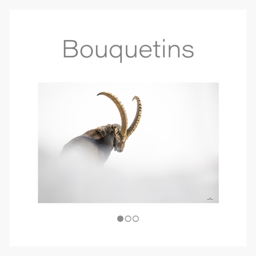 cat_bouquetin