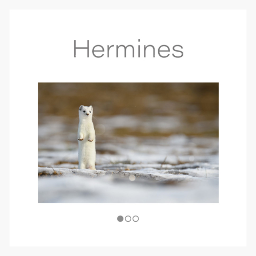 cat_hermine
