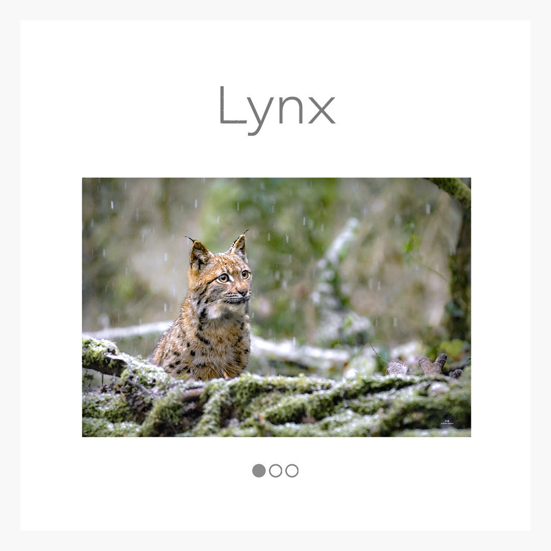 cat_lynx