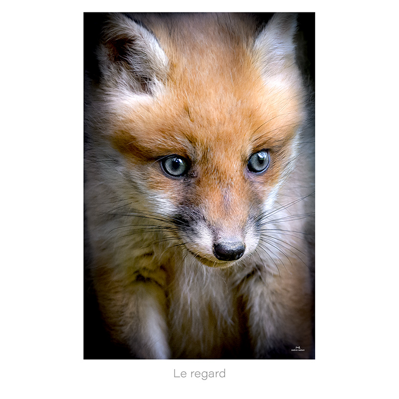Le regard